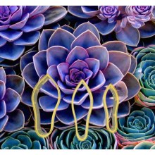 Polikarbon Succulent Çiçek Kalıbı