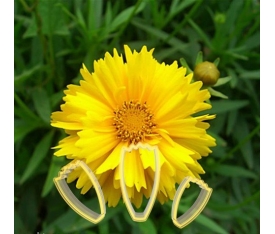 Polikarbon Calliopsis Çiçek Kalıbı